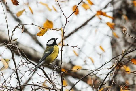 Great tit Foto stock