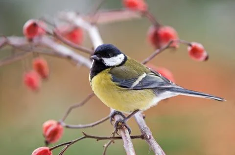 Great tit Stock Photos