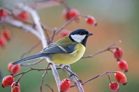 Great tit Stock Photos