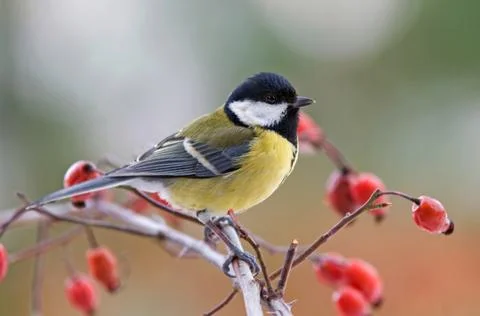 Great tit Foto stock