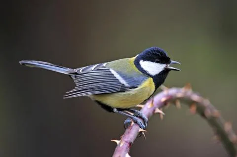 Great tit Stock Photos