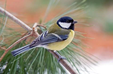 Great tit Stock Photos