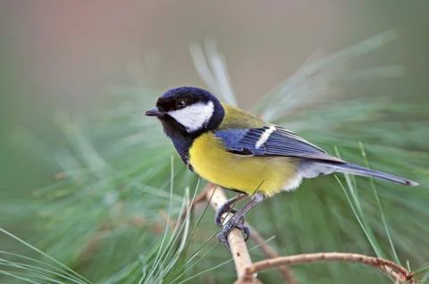 Great tit Stock Photos