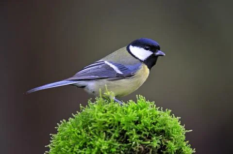 Great tit Stock Photos