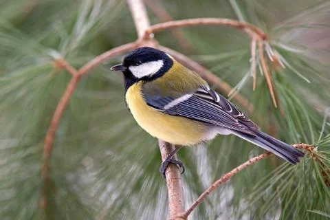 Great tit Stock Photos