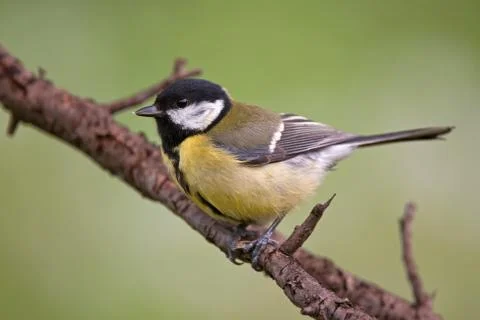 Great tit Stock Photos