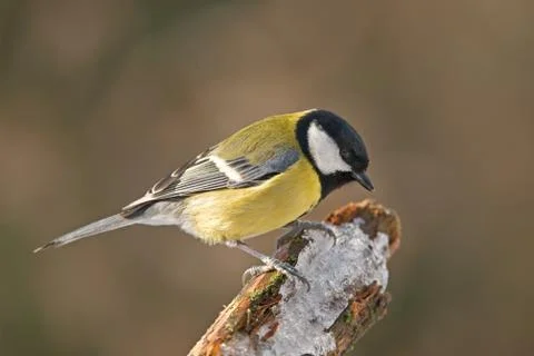 Great tit Stock Photos