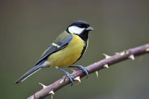 Great tit Stock Photos