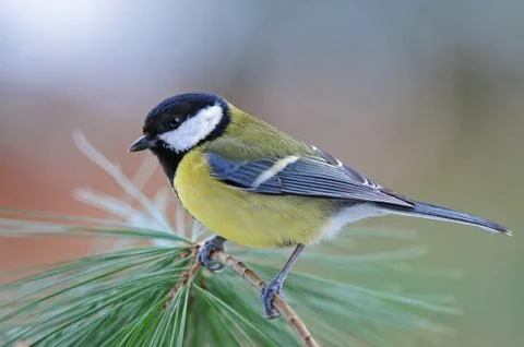 Great tit Stock Photos