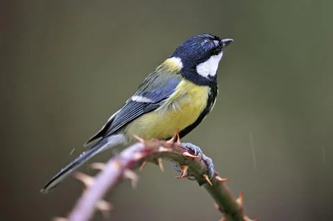 Great tit Stock Photos