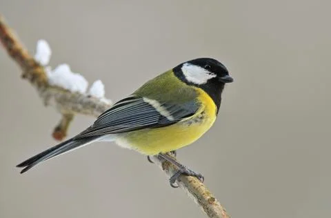 Great tit Stock Photos