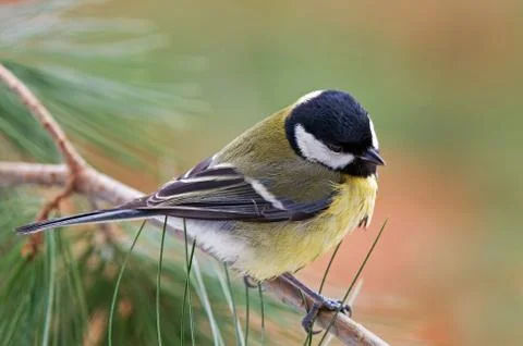 Great tit Stock Photos