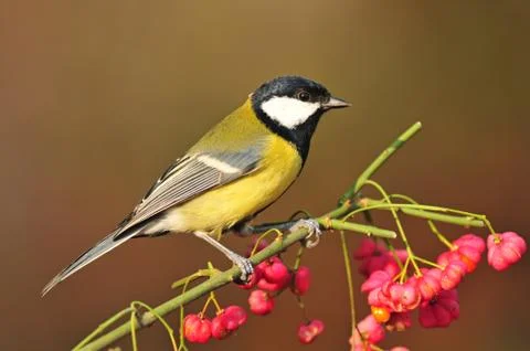 Great tit Stock Photos