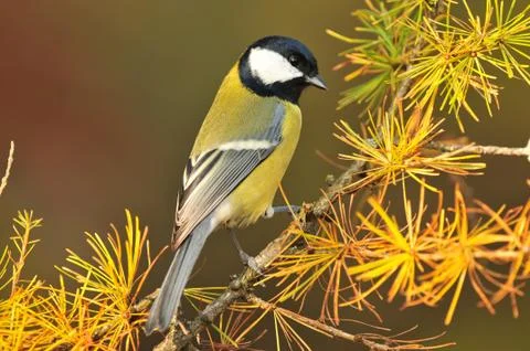 Great tit Stock Photos