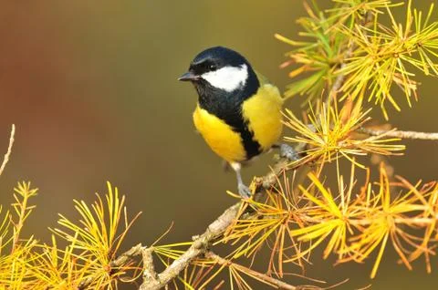 Great tit Stock Photos