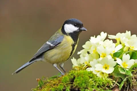 Great tit Stock Photos