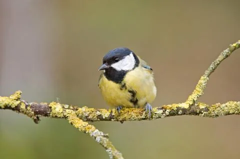 Great tit Stock Photos