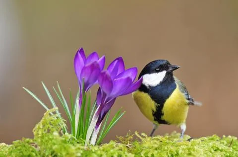 Great tit Stock Photos