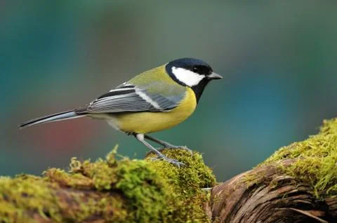 Great tit Stock Photos
