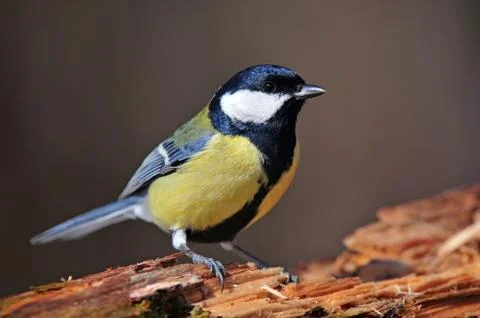 Great tit Stock Photos