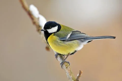 Great tit Stock Photos