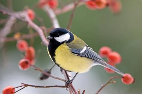 Great tit Stock Photos