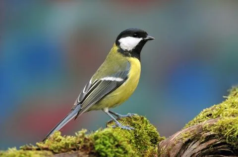 Great tit Stock Photos