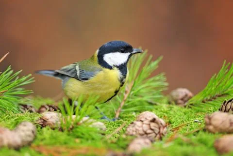 Great tit Stock Photos