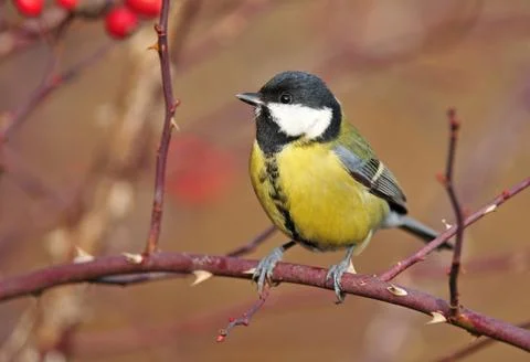 Great tit Stock Photos
