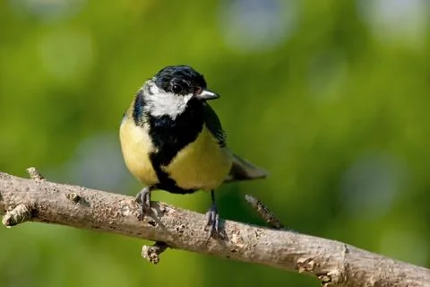 Great tit Stock Photos