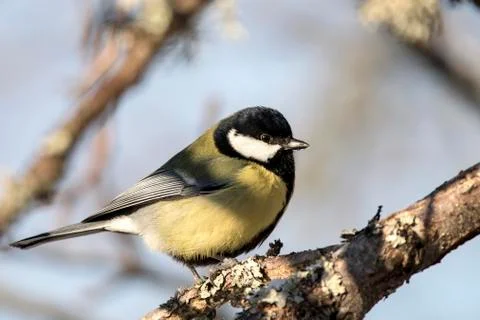 Great Tit Stock Photos