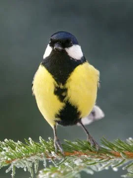 Great tit Foto stock