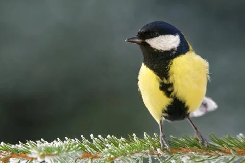 Great tit Stock-Fotos