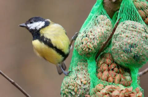 Great Tit Stock Photos