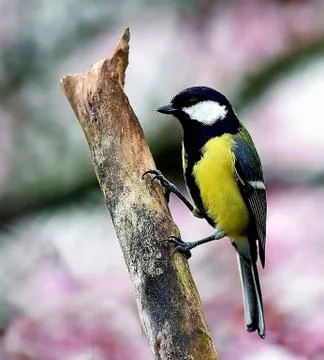 Great Tit Фото
