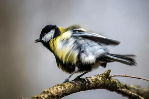 The great tit Stock Photos