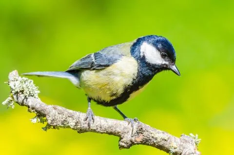Great tit Fotos Stock