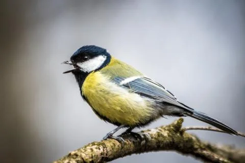 The great tit Stock Photos