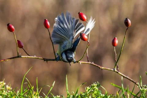 Great tit Stock Photos