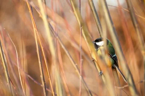 Great tit Stock Photos