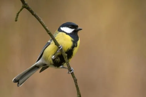 Great tit Foto stock