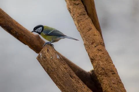 Great TIT 스톡 사진