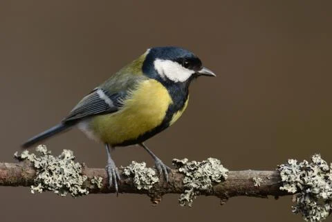 Great tit Stock Photos