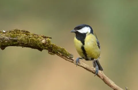 Great tit Stock Photos