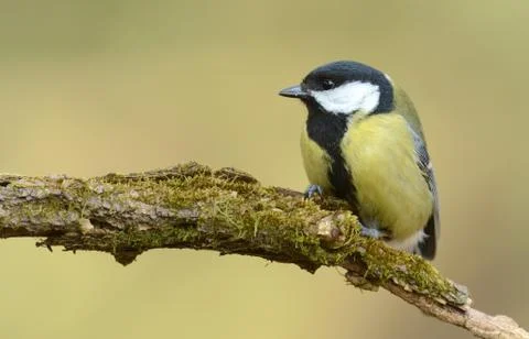 Great tit Stock Photos