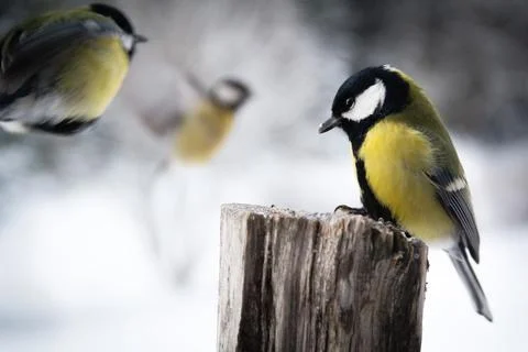 The Great tit Fotos de archivo
