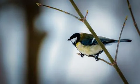 Great tit Stock Photos