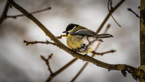 Great tit Stock Photos