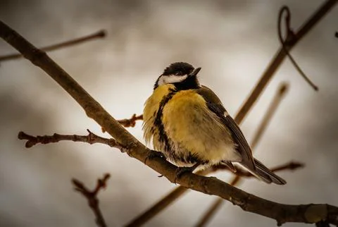Great tit Stock Photos