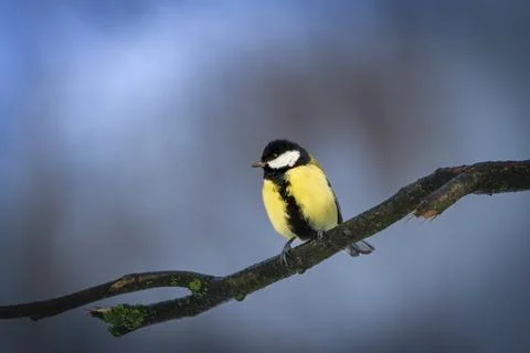 Great tit Stock Photos